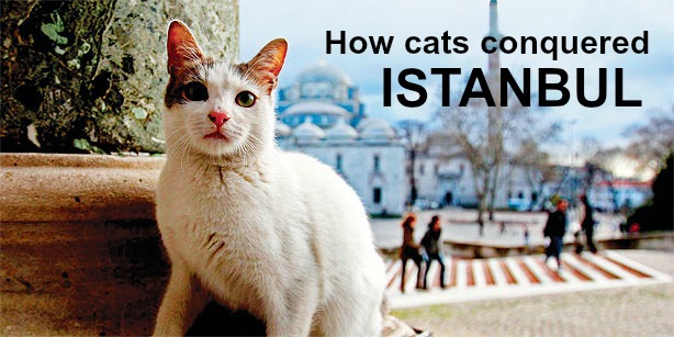 گربه ها چگونه استانبول را تصرف کردند