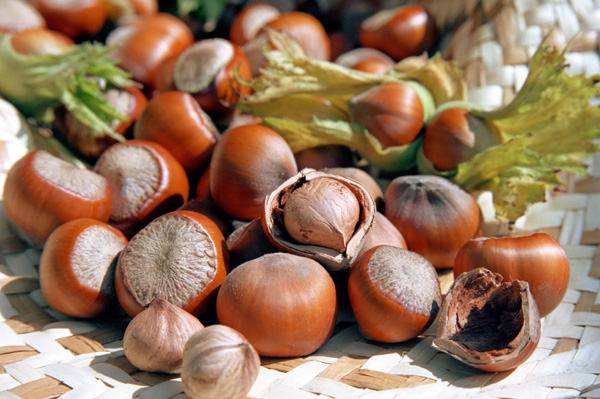 Turkish hazelnuts